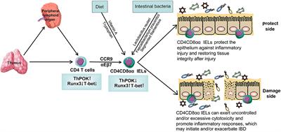 CD4CD8αα IELs: They Have Something to Say